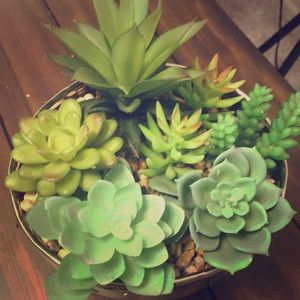Cute decorative plant